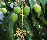 मधेश प्रदेशमा आँप उत्पादनमा ६० प्रतिशत वृद्धि हुने सम्भावना