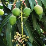 मधेश प्रदेशमा आँप उत्पादनमा ६० प्रतिशत वृद्धि हुने सम्भावना