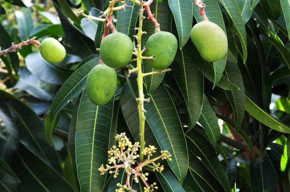 मधेश प्रदेशमा आँप उत्पादनमा ६० प्रतिशत वृद्धि हुने सम्भावना