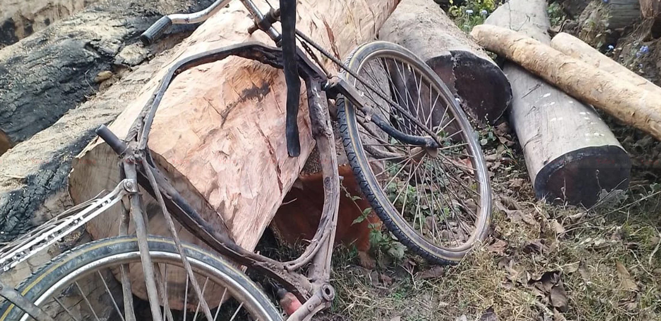 पर्सागढीमा सालको काठ बरामद, तस्कर फरार