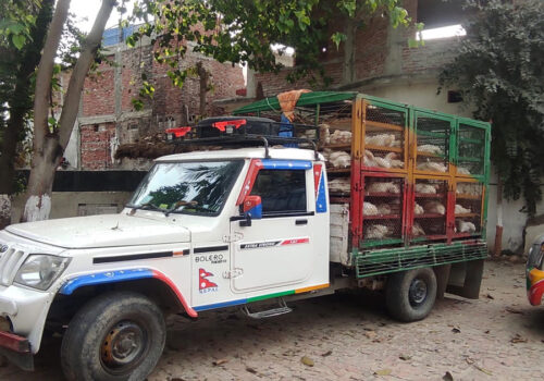 भारतबाट तस्करी कुखुरा भित्र्याउँदै चालक पक्राउ