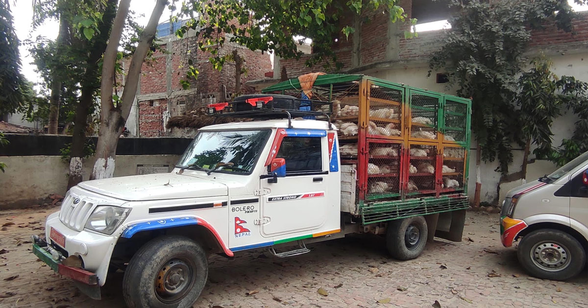 भारतबाट तस्करी कुखुरा भित्र्याउँदै चालक पक्राउ