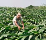 हावाहुरीले किसानको मेहनत बर्बाद, सपनाहरू उडाए