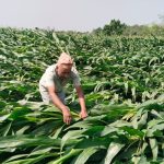 हावाहुरीले किसानको मेहनत बर्बाद, सपनाहरू उडाए