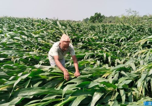 हावाहुरीले किसानको मेहनत बर्बाद, सपनाहरू उडाए