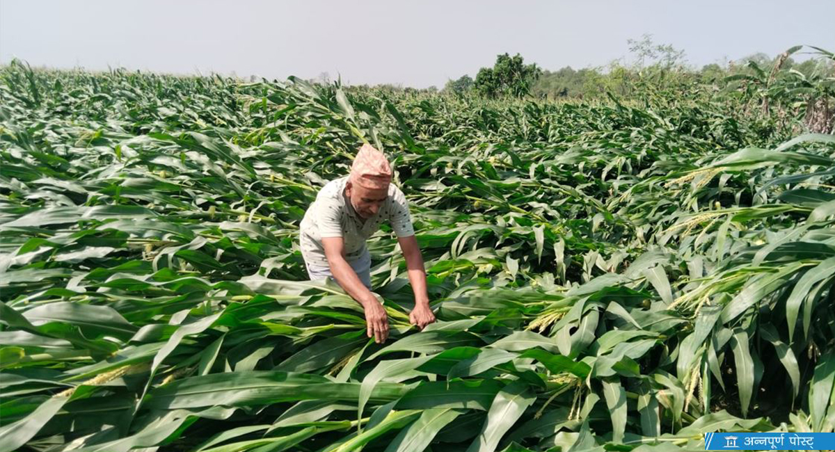 हावाहुरीले किसानको मेहनत बर्बाद, सपनाहरू उडाए