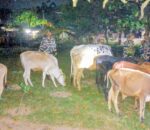 दिल्ली तस्करी योजना असफल: सीमाबाट १५ गाईगोरु बरामद, अफिमसहित २ जना पक्राउ