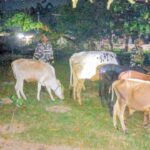 दिल्ली तस्करी योजना असफल: सीमाबाट १५ गाईगोरु बरामद, अफिमसहित २ जना पक्राउ