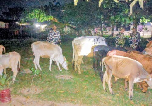 दिल्ली तस्करी योजना असफल: सीमाबाट १५ गाईगोरु बरामद, अफिमसहित २ जना पक्राउ