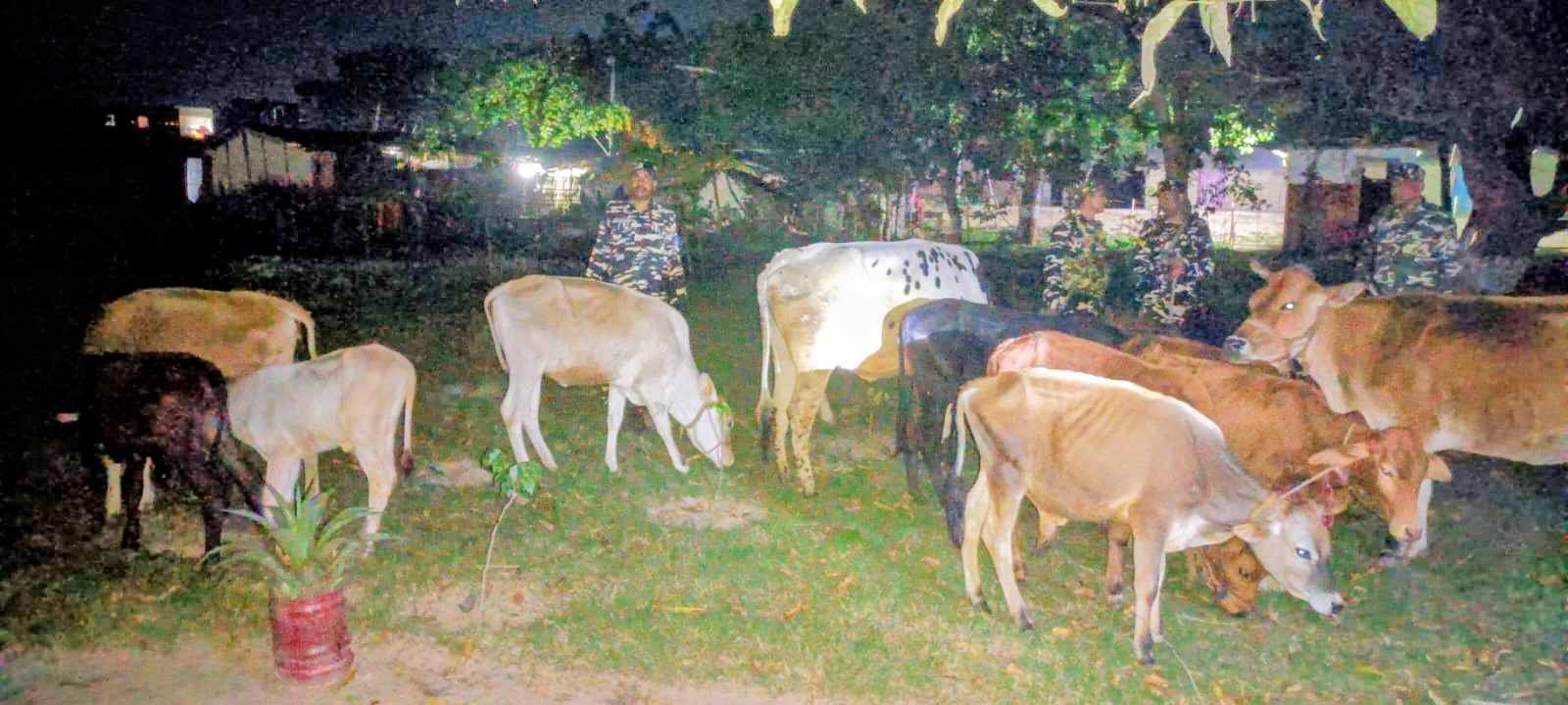 दिल्ली तस्करी योजना असफल: सीमाबाट १५ गाईगोरु बरामद, अफिमसहित २ जना पक्राउ