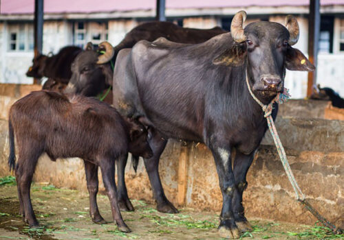 लुम्बिनी प्रदेशमा ७२% भैंसी अनुत्पादक, वंश सुधार अभावले दूध उत्पादन कमजोर
