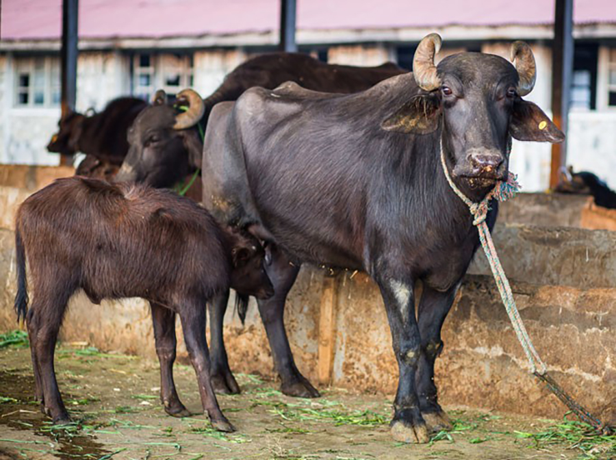 लुम्बिनी प्रदेशमा ७२% भैंसी अनुत्पादक, वंश सुधार अभावले दूध उत्पादन कमजोर