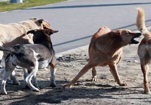 सिम्रौनगढ मा छाडा कुकुरको आतंक: ८ खसीबाख्रा मारिए, स्थानीय त्रसित