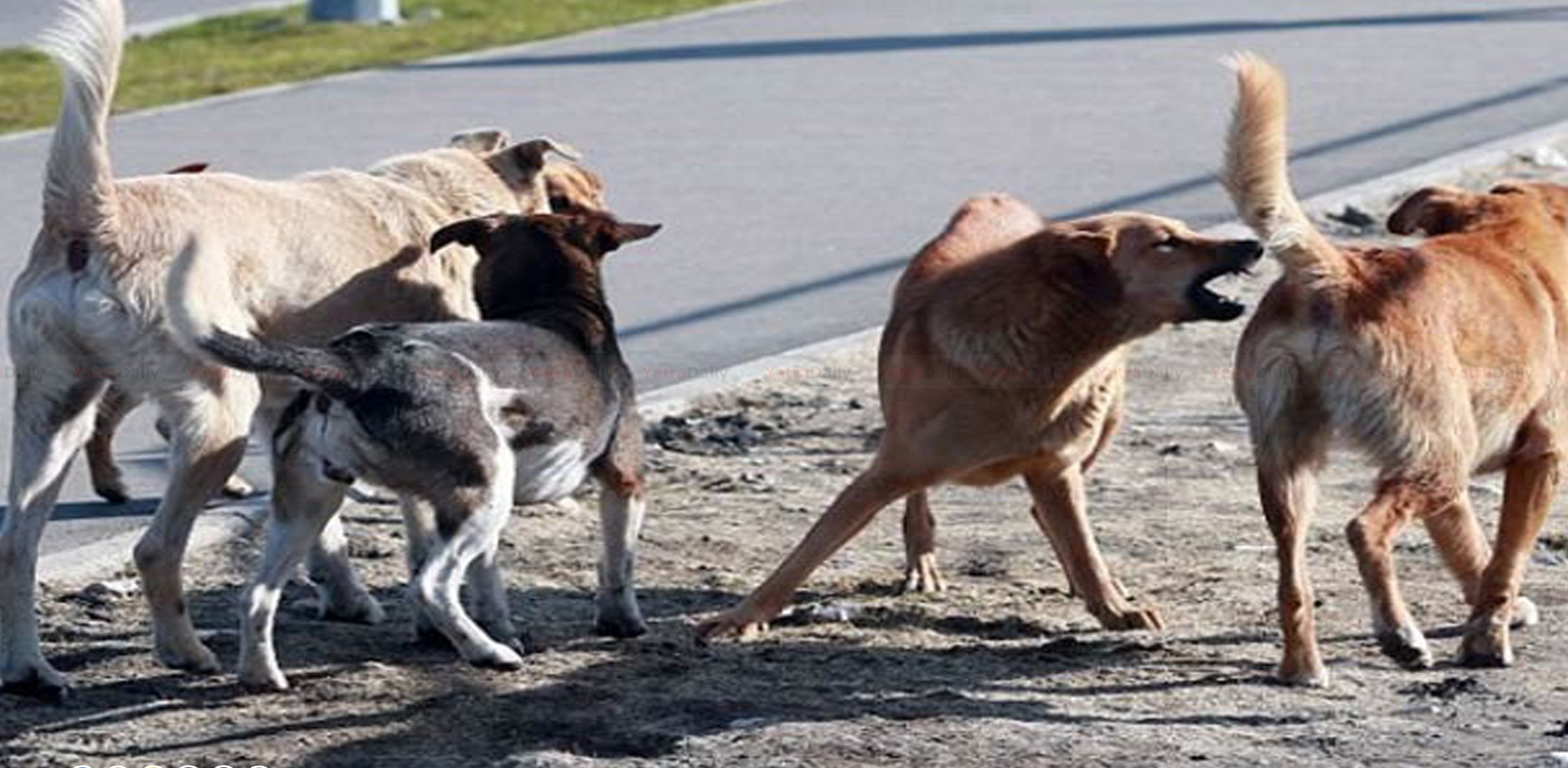 सिम्रौनगढ मा छाडा कुकुरको आतंक: ८ खसीबाख्रा मारिए, स्थानीय त्रसित