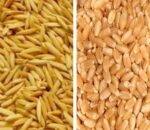 गहुँ र चैते धानको न्यूनतम समर्थन मूल्य तोकियो