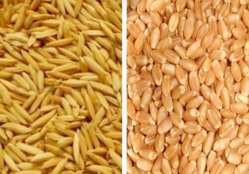 गहुँ र चैते धानको न्यूनतम समर्थन मूल्य तोकियो