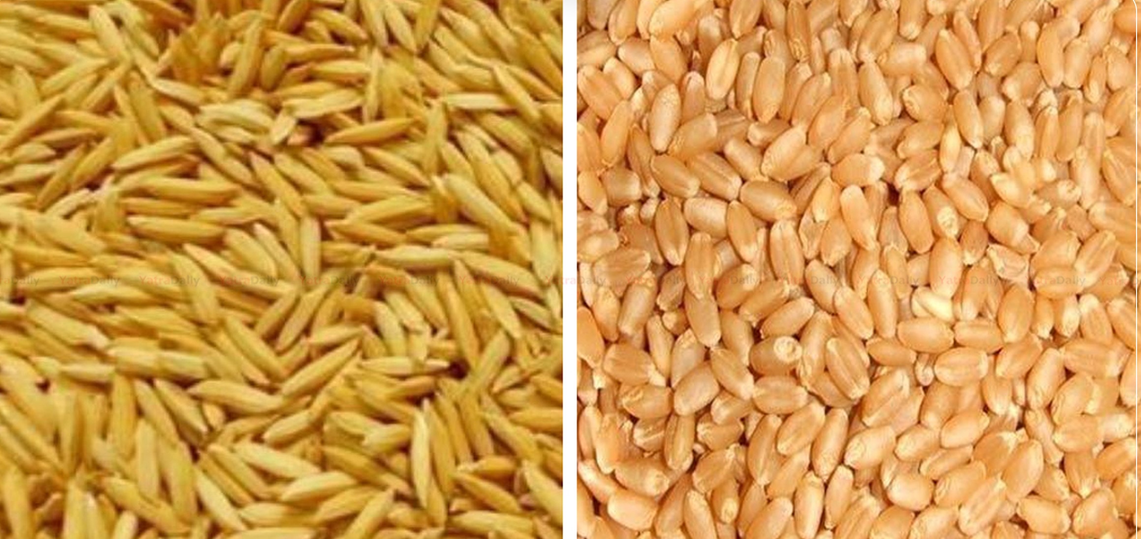 गहुँ र चैते धानको न्यूनतम समर्थन मूल्य तोकियो