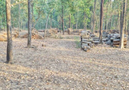 सरकारको १०० कार्यसूचीमा वन व्यवस्थापन उपेक्षित