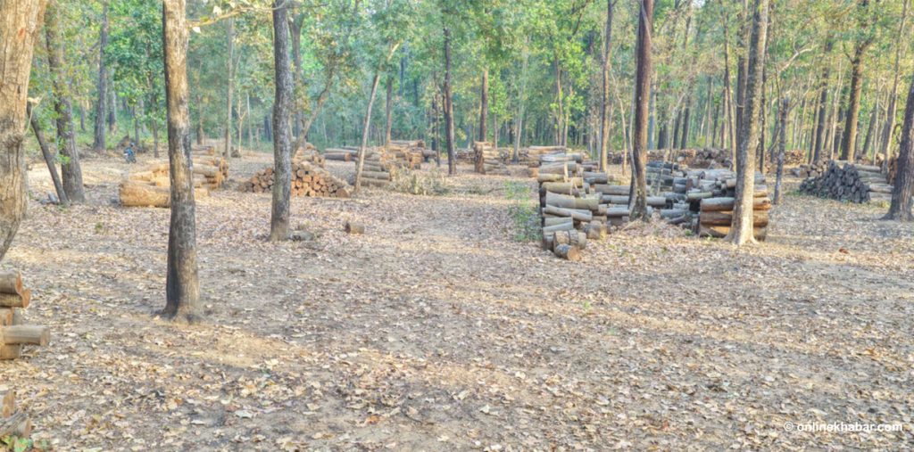 सरकारको १०० कार्यसूचीमा वन व्यवस्थापन उपेक्षित