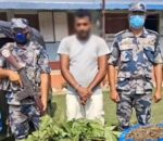 लागुऔषध गाँजासहित एक युवक नियन्त्रणमा