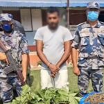 लागुऔषध गाँजासहित एक युवक नियन्त्रणमा