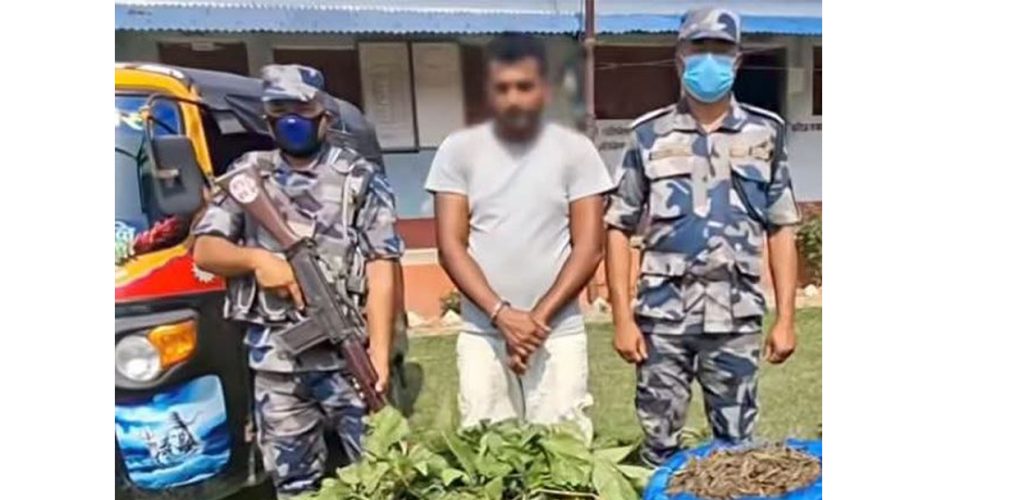 लागुऔषध गाँजासहित एक युवक नियन्त्रणमा