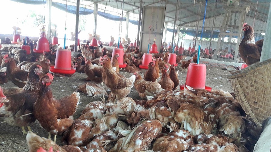 गोकर्णेश्वरमा बर्डफ्लु फैलियो, ३ वडामा संक्रमण पुष्टि