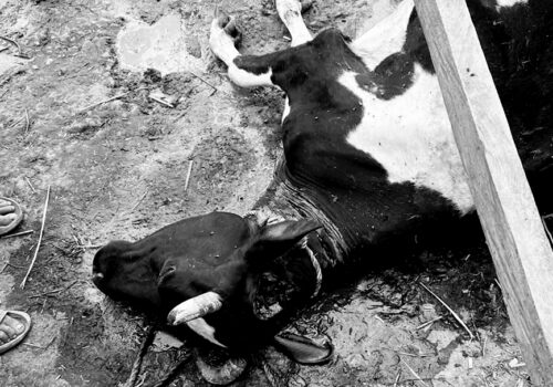 इलाममा गर्भवती गाई हत्या प्रकरण: कडा अनुसन्धानको माग