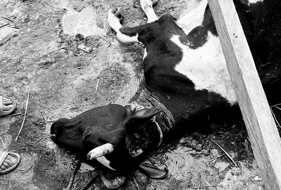 इलाममा गर्भवती गाई हत्या प्रकरण: कडा अनुसन्धानको माग