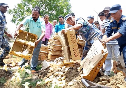 प्रतिबन्धित ब्रोइलर चल्ला बरामद, सशस्त्र प्रहरीद्वारा नष्ट