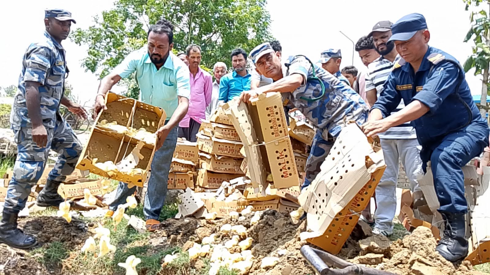 प्रतिबन्धित ब्रोइलर चल्ला बरामद, सशस्त्र प्रहरीद्वारा नष्ट