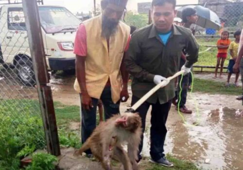 पर्सा राष्ट्रिय निकुञ्जमा ‘वाइल्ड लाइफ रेस्क्यु टिम’ गठन, उद्धार कार्य तीव्र