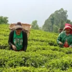 चिया निर्यातमा समस्या कायमै, प्रधानमन्त्रीको हस्तक्षेप माग