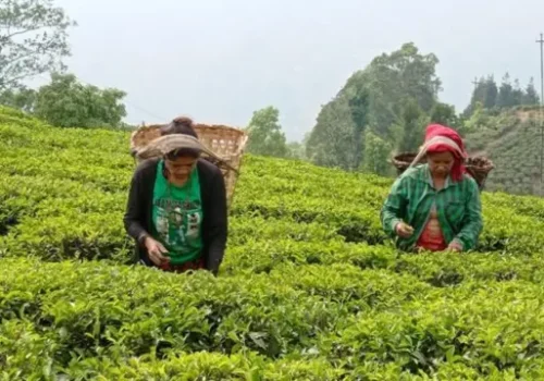चिया निर्यातमा समस्या कायमै, प्रधानमन्त्रीको हस्तक्षेप माग