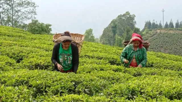 चिया निर्यातमा समस्या कायमै, प्रधानमन्त्रीको हस्तक्षेप माग