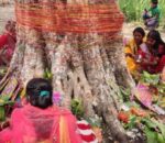 मिथिलाञ्चलमा वटसावित्री पर्व श्रद्धापूर्वक मनाइँदै