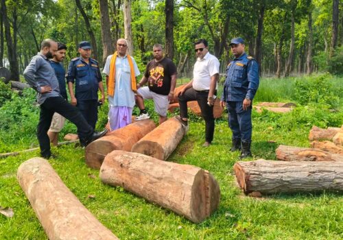 काठ तस्करीविरुद्ध संयुक्त छापा, परसवाबाट सालका गोलिया बरामद