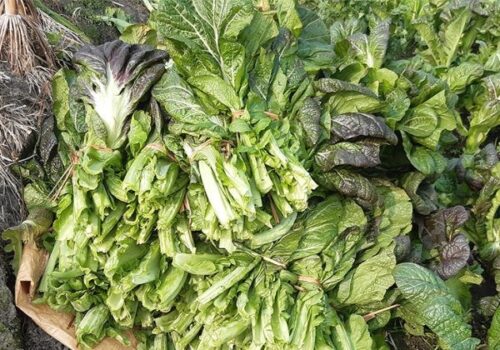 लौका, काउली र आलुपछि रायो सागमा पनि अत्यधिक विषादी फेला