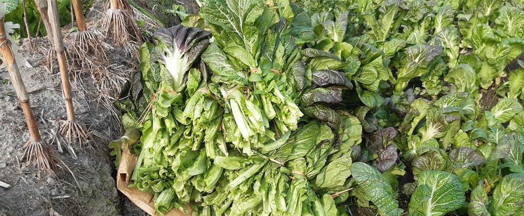 लौका, काउली र आलुपछि रायो सागमा पनि अत्यधिक विषादी फेला