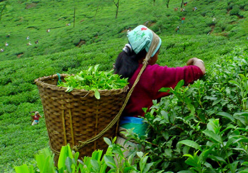 चिया उद्योगमा तालाबन्दी, आजदेखि उत्पादन ठप्प