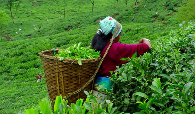 चिया उद्योगमा तालाबन्दी, आजदेखि उत्पादन ठप्प