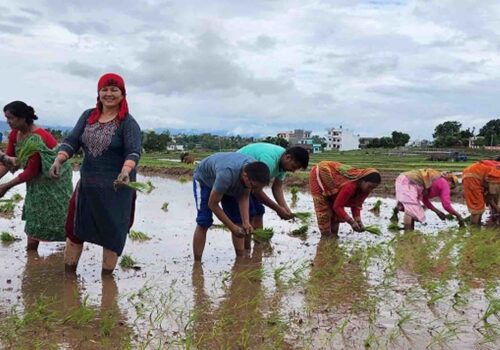 आज देशभर २३औँ राष्ट्रिय धान दिवस मनाइँदै