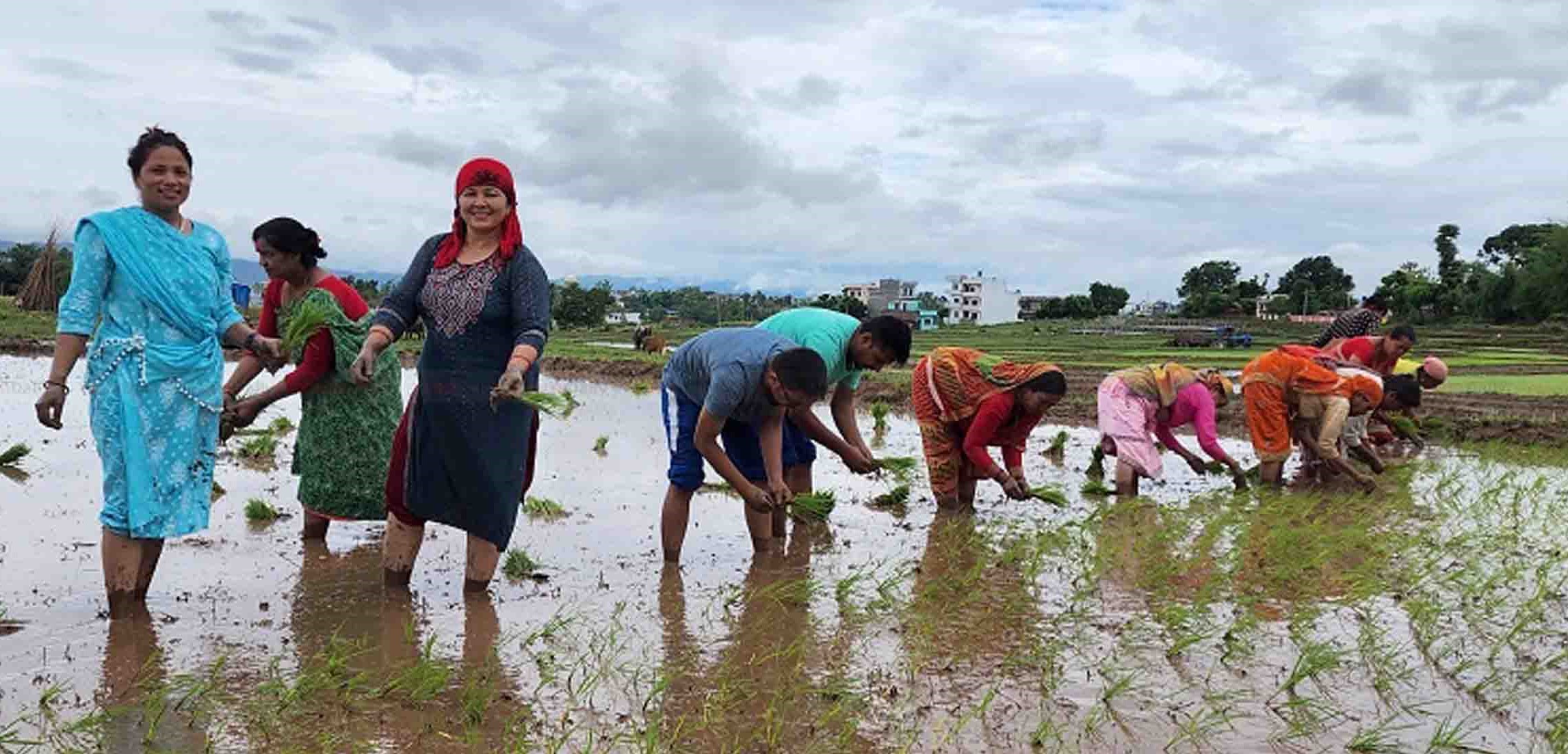 आज देशभर २३औँ राष्ट्रिय धान दिवस मनाइँदै