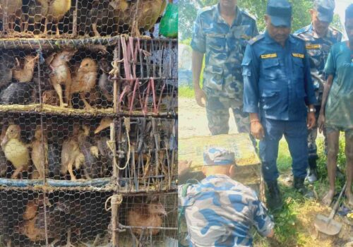पर्सामा सशस्त्र प्रहरीको छापा : अवैध सामान बरामद, चल्ला नष्ट