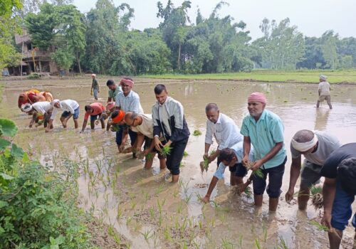 रौतहटको महम्मदपुरमा राष्ट्रिय धान दिवस मनाइयो, किसानका समस्या समाधान गर्न पहल गर्ने प्रतिबद्धता
