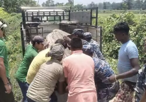 अवैध सालको गोलिया काठसहित ६० हजार रुपैयाँ बराबरको काठ बरामद