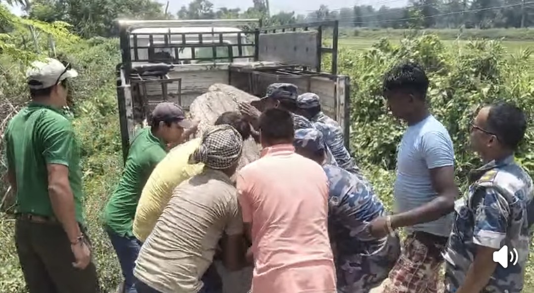 अवैध सालको गोलिया काठसहित ६० हजार रुपैयाँ बराबरको काठ बरामद