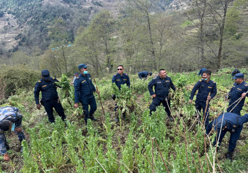 रोल्पामा ५ महिनामा ५६ रोपनी अफिम र गाँजा खेती नष्ट