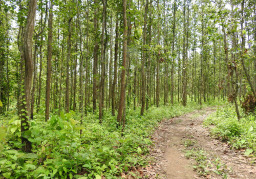 मानव–वन्यजन्तु द्वन्द्व रोक्न पूर्वसूचना प्रणाली सञ्चालनमा