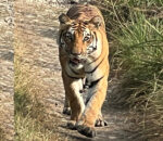 बाघ गणनाको नयाँ तथ्यांक सार्वजनिक, संख्या बढेपनि वृद्धिदर घट्यो